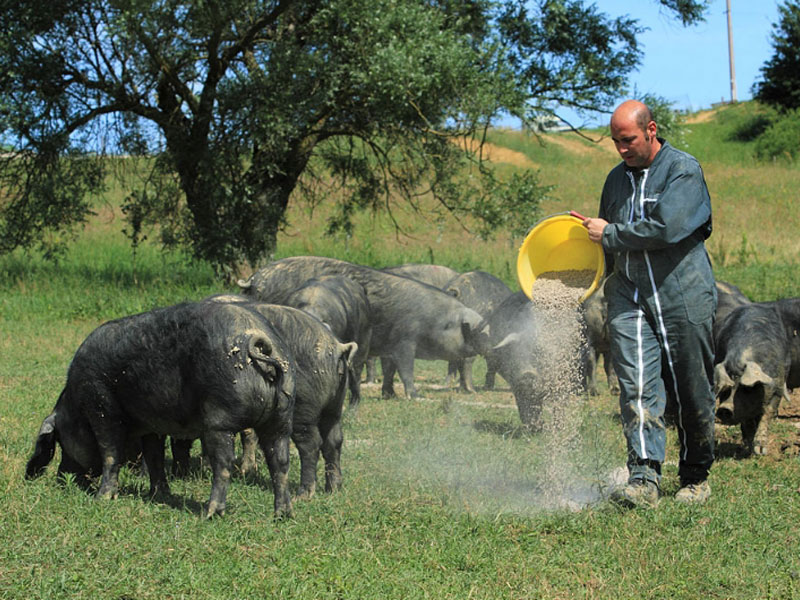 vente-ferme-porcs-noirs-gascons-aop