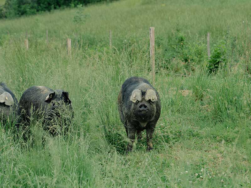 pocs-noirs-bigorre-nature