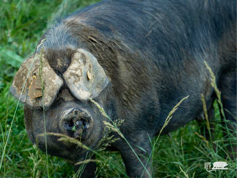 porc-noir-bigoore-notre-ferme