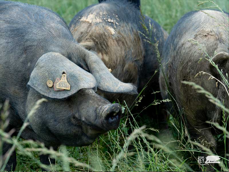 porc-noir-de-bigorre-notre-ferme