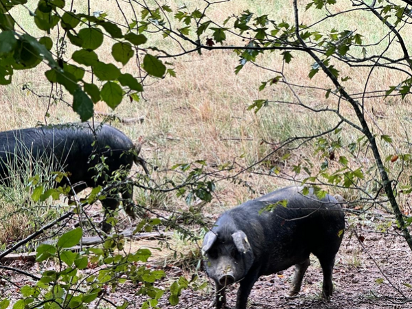 cochons dans la forêt