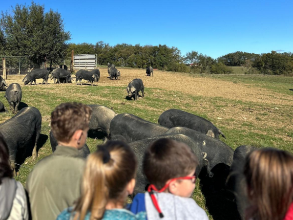 cochons dans le champs