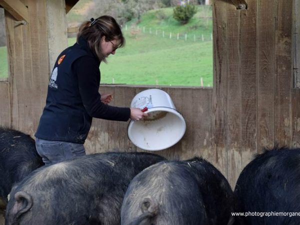 nourrir les cochons